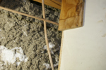 IMG_1577, Disquised.JPG